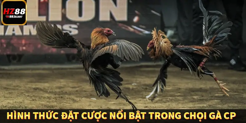 Đá Gà Thomo HZ88 - Trải Nghiệm Chọi Kê Kịch Tính, Hấp Dẫn 11 Các hình thức đặt cược nổi bật trong chọi gà CP