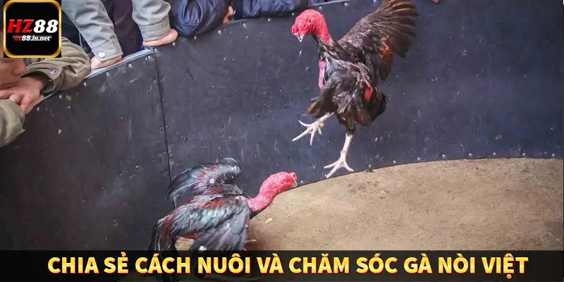 Đá Gà Thomo HZ88 - Trải Nghiệm Chọi Kê Kịch Tính, Hấp Dẫn 11 Chia sẻ cách nuôi và chăm sóc gà nòi Việt