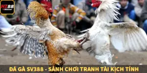 Đá Gà SV388 - Sảnh Chơi Tranh Tài Kịch Tính
