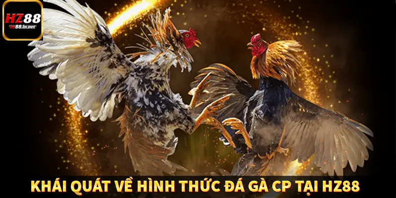 Đá Gà Thomo HZ88 - Trải Nghiệm Chọi Kê Kịch Tính, Hấp Dẫn 9 Giới thiệu khái quát về hình thức đá gà CP tại HZ88