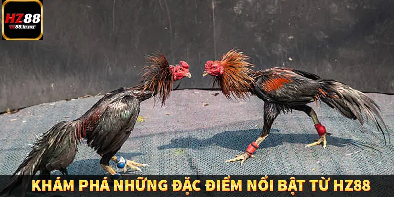 Đá Gà Thomo HZ88 - Trải Nghiệm Chọi Kê Kịch Tính, Hấp Dẫn 10 Khám phá những đặc điểm nổi bật từ HZ88