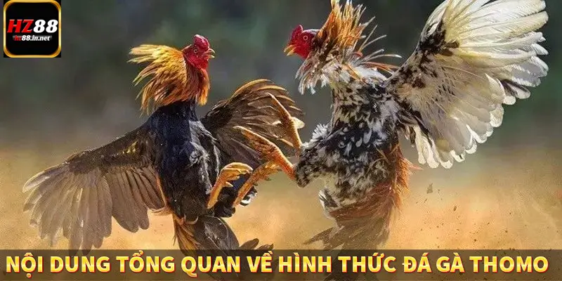 Nội dung tổng quan về hình thức đá gà Thomo 