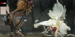 Đá Gà Cựa Dao - Mãn Nhãn Với Những Trận Chiến Đầy Kịch Tính