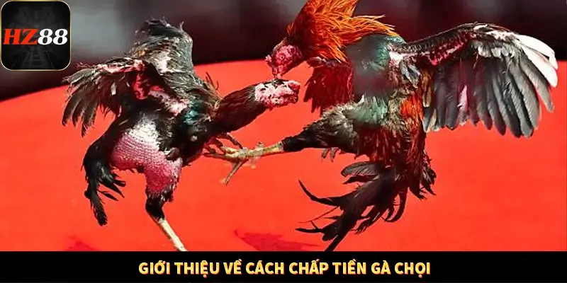 Giới thiệu về cách chấp tiền gà chọi
