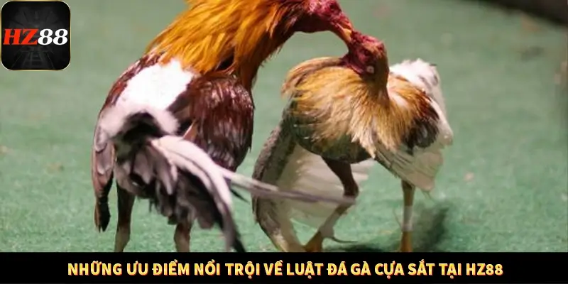 Những ưu điểm nổi trội về luật đá gà cựa sắt tại HZ88