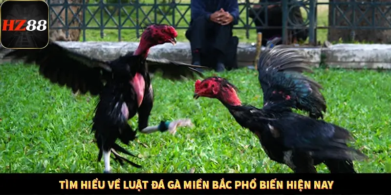 Game Bài Mới Nổi Xu Hướng Cá Cược 2025 12 Tìm hiểu về luật đá gà miền Bắc phổ biến hiện nay