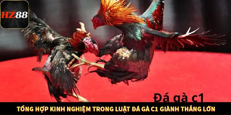 Game Bài Mới Nổi Xu Hướng Cá Cược 2025 13 Tổng hợp kinh nghiệm trong luật đá gà C1 giành thắng lớn
