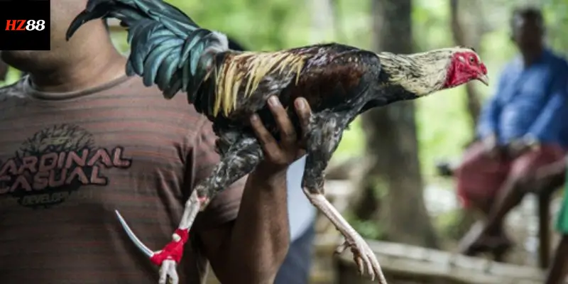 Vì sao đá gà cựa dao là lựa chọn số 1 của nhiều người chơi?